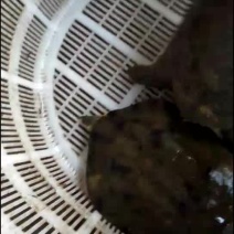 正宗y生甲鱼，假一陪十。每只精品