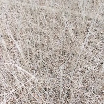 绿化苗木，水蜡苗，水蜡球均有现货出售，