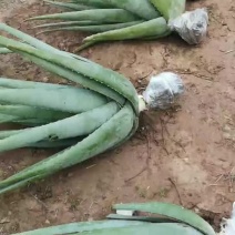 库拉索芦荟，叶片饱满，胶质粘稠
