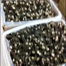 羊肚菌羊肚菌：每100g羊肚菌含蛋白质24.5g含1