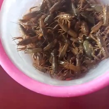 小龙虾种苗批发免费提供养殖技术