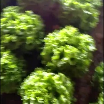 生菜彻底飘了质量完美有一流的团队
