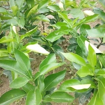三红蜜柚苗