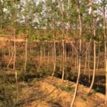 原冠香花槐