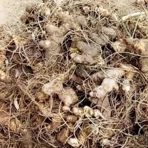 黄精种苗大货
