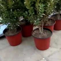 豆瓣黄杨盆景