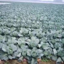 扁包菜