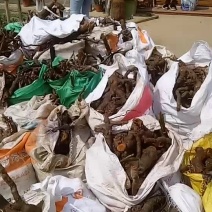 虎杖鲜货江西地产含量高大小统一完美