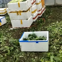 广东菜心，菜苔