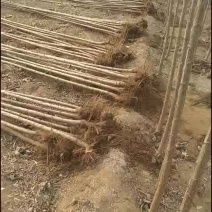 速生杨107基地河北保定市蠡县庆腾苗木合作社有各种规格