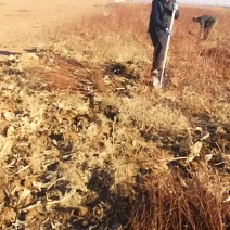 杏树