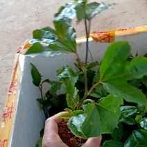 黄金百香果苗