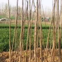 香椿树