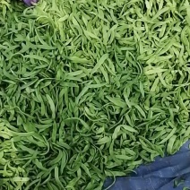 九粒白芸豆