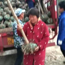 紫薇