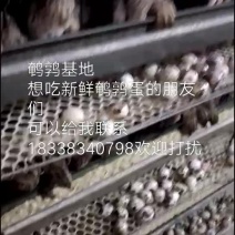 鹌鹑蛋