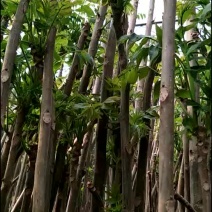 香椿树苗绿化