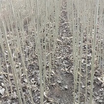 一年生杨树苗