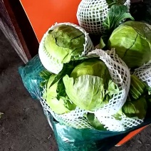 甘蓝