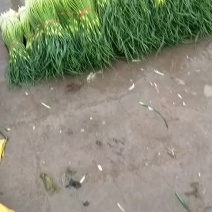 蒜苔开始上市了