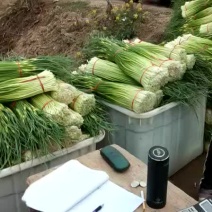 蒜薹