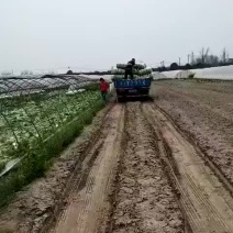 黄心菜