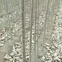 杨树苗，赤峰杨，107杨，银中杨，新疆杨
