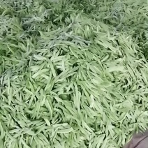 芸豆掉价
