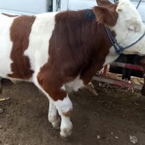 西门塔尔牛犊，夏洛菜，鲁西黄牛，土牛200~300kg