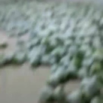 花白