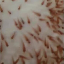 水产种苗红罗非鱼苗（彩虹雕）