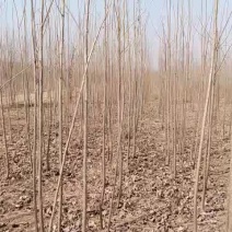 出售杨树苗