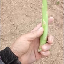 芦笋