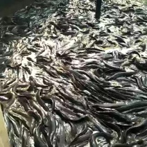 出售鲶鱼