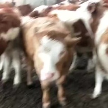 牛犊西门塔尔牛犊
