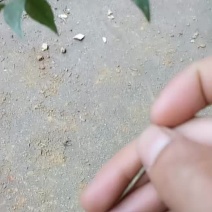 小叶牛大力苗