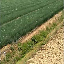小葱！