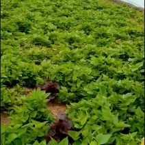 红薯苗烟薯25138红薯苗