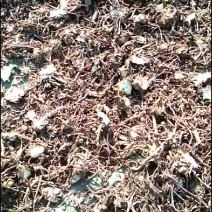 十吨河北高含量紫菀