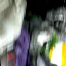 黄精苗