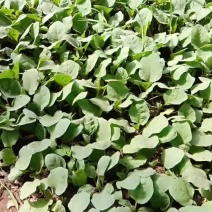 茄子苗黑衣609