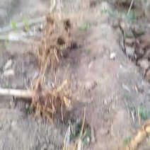 黑珍珠桑树苗！保证质量大量供应