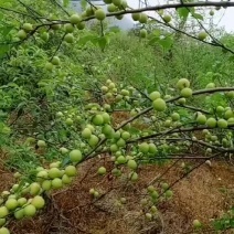青梅