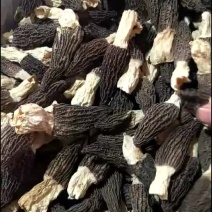 头茬羊肚菌干货
