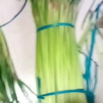 蒜苔上市了1.3