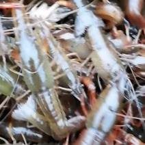 清水精养！活力强龙虾苗！一斤一百二十个左右！