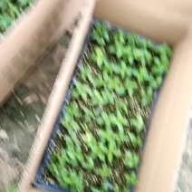 楸树小苗