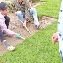 马尼拉草坪草