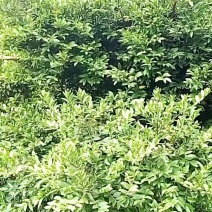 竹柏