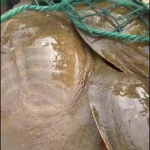 鳖，生小鱼小虾长大，无公害，放心食用